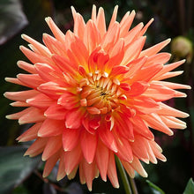 Load image into Gallery viewer, Motto Dahlia Tuber - MTT