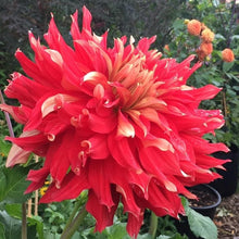 Load image into Gallery viewer, Nick Sr Dahlia Tuber - NSR