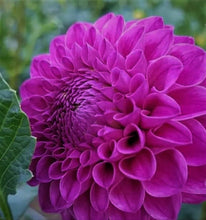 Load image into Gallery viewer, Nijinsky Dahlia Tuber - NIJ