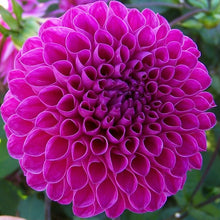 Load image into Gallery viewer, Nijinsky Dahlia Tuber - NIJ