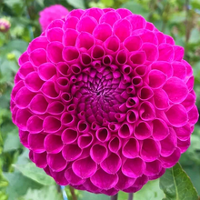 Load image into Gallery viewer, Nijinsky Dahlia Tuber - NIJ