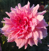 Load image into Gallery viewer, Otto's Thrill Dahlia Tuber - OTTO