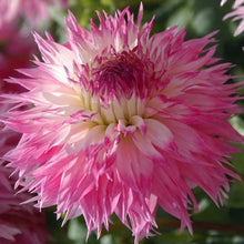 Load image into Gallery viewer, Pineland Princess Dahlia Tuber - PLP (5 Pack)