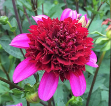 Load image into Gallery viewer, Poodle Skirt Dahlia Tuber - PDL