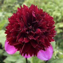 Load image into Gallery viewer, Poodle Skirt Dahlia Tuber - PDL