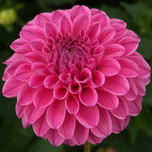 Load image into Gallery viewer, Rebecca Lynn Dahlia Tuber - RLYN