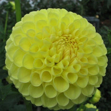 Load image into Gallery viewer, Ryecroft Laura Dahlia Tuber