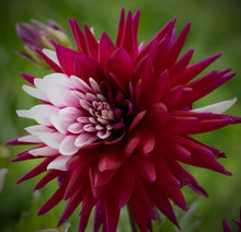 Load image into Gallery viewer, Rebecca’s World Dahlia Tuber -REBW