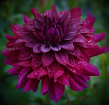 Load image into Gallery viewer, Rip City Dahlia Tuber -RIP