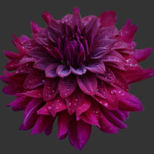 Load image into Gallery viewer, Rip City Dahlia Tuber -RIP