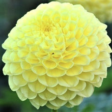 Load image into Gallery viewer, Ryecroft Laura Dahlia Tuber