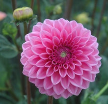 Load image into Gallery viewer, Sandra Dahlia Tuber - SAN