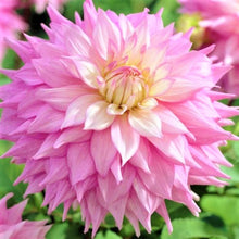 Load image into Gallery viewer, Sir Alf Ramsay Dahlia Tuber