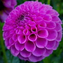 Load image into Gallery viewer, Sir Richard Dahlia Tuber - RICH