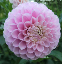 Load image into Gallery viewer, Snoho Sonia Dahlia Tuber - SNHS