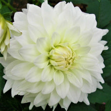Load image into Gallery viewer, Sophie K Dahlia Tuber - SOPH (5 Pack)