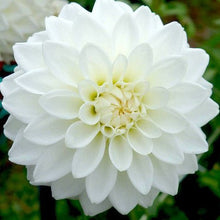 Load image into Gallery viewer, Sophie K Dahlia Tuber - SOPH (5 Pack)