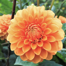 Load image into Gallery viewer, Sylvia Dahlia Tuber - SYL