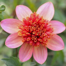 Load image into Gallery viewer, Totally Tangerine Dahlia Tuber