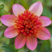 Load image into Gallery viewer, Totally Tangerine Dahlia Tuber