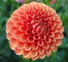 Load image into Gallery viewer, Valley Rust Bucket Dahlia Tuber - VRB