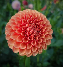 Load image into Gallery viewer, Valley Rust Bucket Dahlia Tuber - VRB