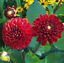 Load image into Gallery viewer, Viking Dahlia Tuber - VIK