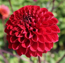 Load image into Gallery viewer, Viking Dahlia Tuber - VIK