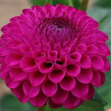 Load image into Gallery viewer, Hollyhill Violetta Dahlia Tuber - HHV
