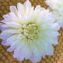 Load image into Gallery viewer, White Perfection Dahlia Tuber - WPN