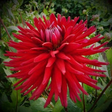 Load image into Gallery viewer, Weston Pirate Dahlia Tuber