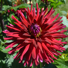 Load image into Gallery viewer, Weston Pirate Dahlia Tuber