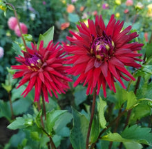 Load image into Gallery viewer, Weston Pirate Dahlia Tuber