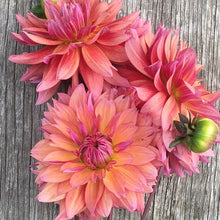 Load image into Gallery viewer, Sonic Bloom Dahlia Tuber