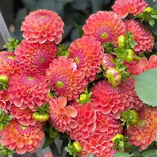 Load image into Gallery viewer, Jowey Nicky Dahlia Tuber - JWYN