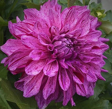 Load image into Gallery viewer, Alpen Pauline Dahlia Tuber - ALP