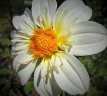 Load image into Gallery viewer, Alpen Cherub Dahlia Tuber - ALCH