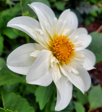 Load image into Gallery viewer, Alpen Cherub Dahlia Tuber - ALCH