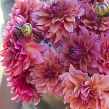 Load image into Gallery viewer, Sonic Bloom Dahlia Tuber
