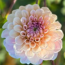 Load image into Gallery viewer, Sweet Nathalie Dahlia Tuber - SWTN