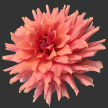 Load image into Gallery viewer, Terracotta Dahlia Tuber - TRC (5 Pack)