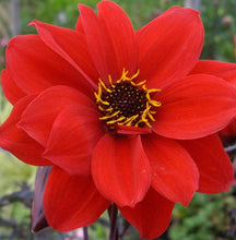 Load image into Gallery viewer, Bishop of Llandaff Dahlia Tuber - BILL