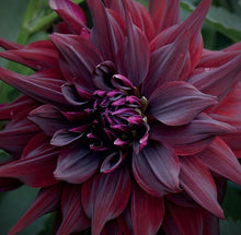 Load image into Gallery viewer, Brigitta Alida Dahlia Tuber