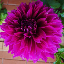 Load image into Gallery viewer, Thomas Edison Dahlia Tuber - TED