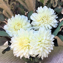Load image into Gallery viewer, White Perfection Dahlia Tuber - WPN