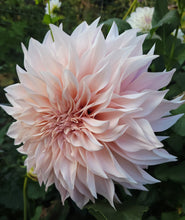 Load image into Gallery viewer, Cafe Au Lait Blush Dahlia Tuber - CALB