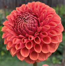 Load image into Gallery viewer, Cornel Bronze Dahlia Tuber - CBZ