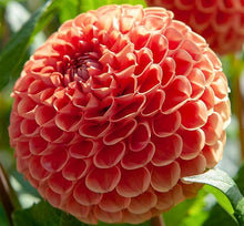 Load image into Gallery viewer, Cornel Bronze Dahlia Tuber - CBZ