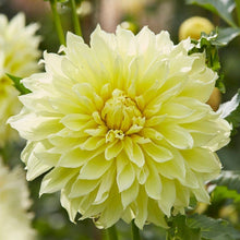 Load image into Gallery viewer, Kelvin Floodlight Dahlia Tuber - KEL