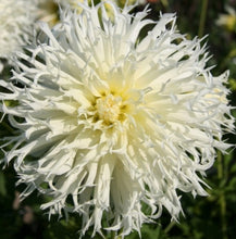 Load image into Gallery viewer, Tsuki Yori No Shisha Dahlia Tuber - TSK